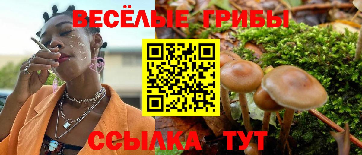 что такое   Вход с VPN  Заволжье  Галлюциногенные грибы мухоморы  Галлюциногенные грибы Psilocybine cubensis 